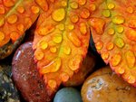 Dew Drops on a Vine Maple Leaf.jpg
