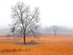 Early Morning in Cades Cove, Great Smoky Mountains National Park, Tennessee.jpg