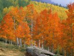 Fall Aspens, Owl Creek Pass, Colorado.jpg