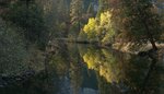 Cali_Pict1553-Pict1555_Yellow_Trees_On_Merced_River.jpg