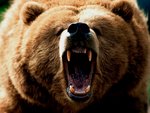Feeling_Grizzly.jpg