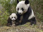 Giant-Panda-Mother-and-Cub-Molong-Nature-Reserve-China.jpg