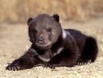 Grizzly-Bear-Cub.jpg