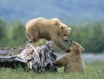 Grizzly-Siblings-at-Play-Katmai-National-Park-and-Preserve-Alaska.jpg