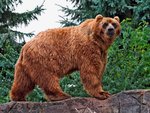 Kodiak-Bear.jpg