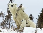 Mother-Polar-Bear-and-Cubs-Wapusk-National-Park-Manitoba-Canada.jpg