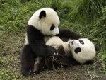 Playful-Pandas.jpg