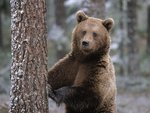 Portrait-of-a-Brown-Bear-Finland.jpg