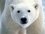 Snow-on-Snout-Polar-Bear.jpg
