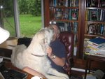 ena_lap dog_1107.jpg