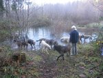 pack at Pond2_1107.jpg