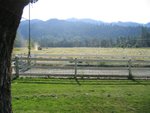pasture -june 2006 005.jpg