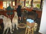 Pups and parents- jul 29 043.jpg