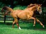 horse_977.jpg