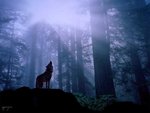 wolf_835.jpg