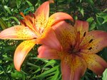 img_0145_107.jpg