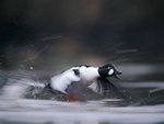 duck_939.jpg