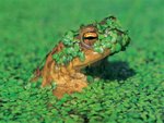 frog_159.jpg