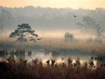 birds_606.jpg