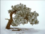 winter-tree_173.jpg