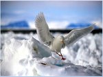 winter-bird_206.jpg