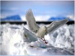 winter-bird_206.jpg