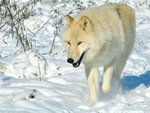 winter-wolf_201.jpg