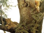 animal_nature020.jpg
