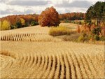 Ready for Harvest, Cadillac, Michigan.jpg