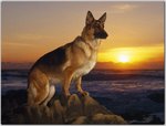 A Day at the Beach, German Shepherd.jpg