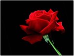 A Single Red Rose.jpg