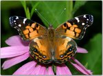 Butterfly9.jpg