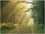 Sun Rays in the Forest, Germany.jpg