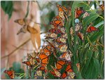 Monterey Butterflies.jpg