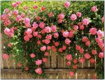 American Beauty Climbing Roses.jpg