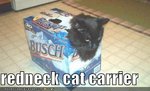 funny-pictures-cat-carrier-beer-box.jpg