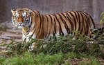 tiger.jpg