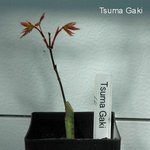 Tsuma Gaki.jpg