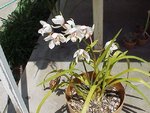 Cymbidium 1d.JPG