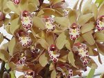 Cymbidium 1b.JPG