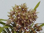 Cymbidium 1c.JPG