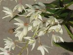 Dendrobium 102.JPG