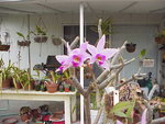 Laelia 1.JPG