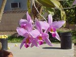 laelia 1d.JPG