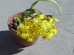 Oncidium-1.JPG