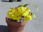 Oncidium-2.JPG