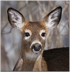 wildlife5.jpg