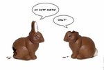 rabbits.jpg