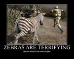 a scary zebra.jpg