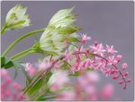 Heucherella  Astrantia.jpg